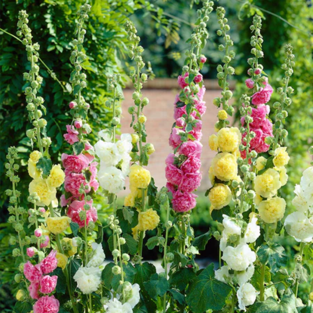 Alcea Rosea Double Mix (Hollyhock) Flower Seeds