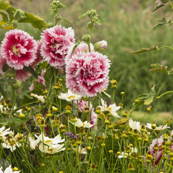 Alcea Rosea Annual Queeny (Hollyhock) Flower Seeds