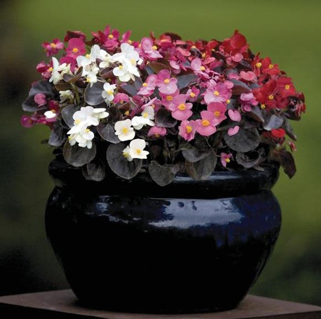 Begonia Semperflorens Mix Seeds