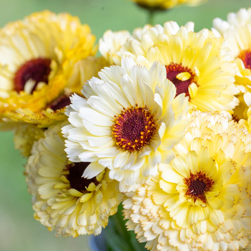 Calendula Apricot Beauty