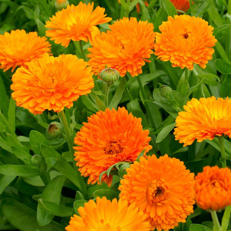 Calendula double orange flower seeds