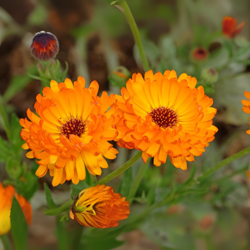 Calendula double orange flower seeds