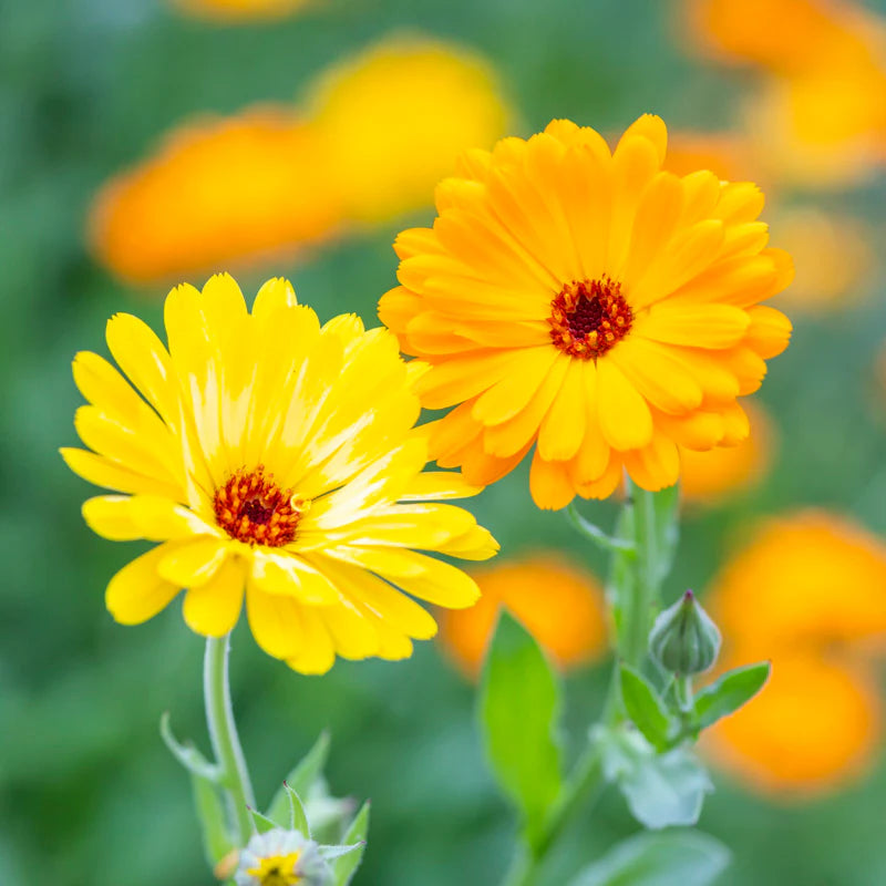 Calendula Pacific Beauty Mix Flower Seeds