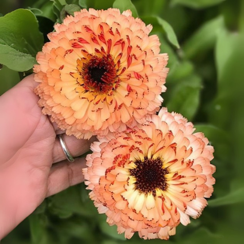 Calendula pink surprise flower seeds