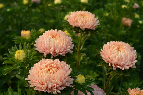 Paeony Aster Rose Flower Seeds