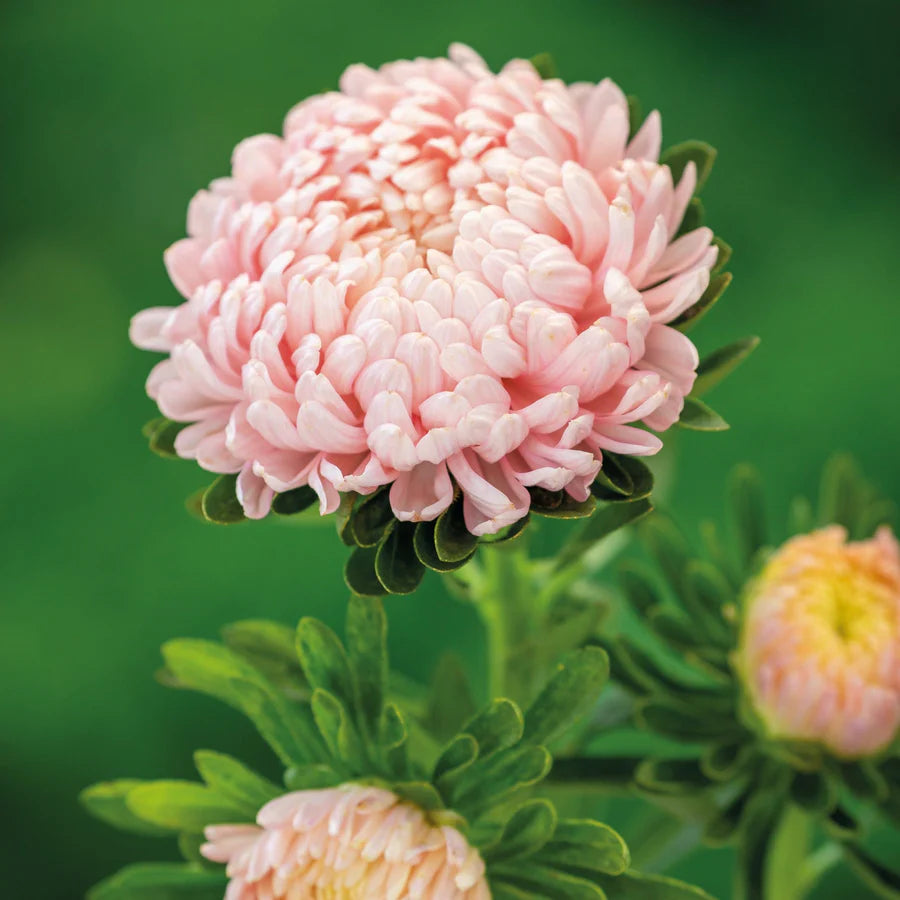 Paeony Aster Rose Flower Seeds