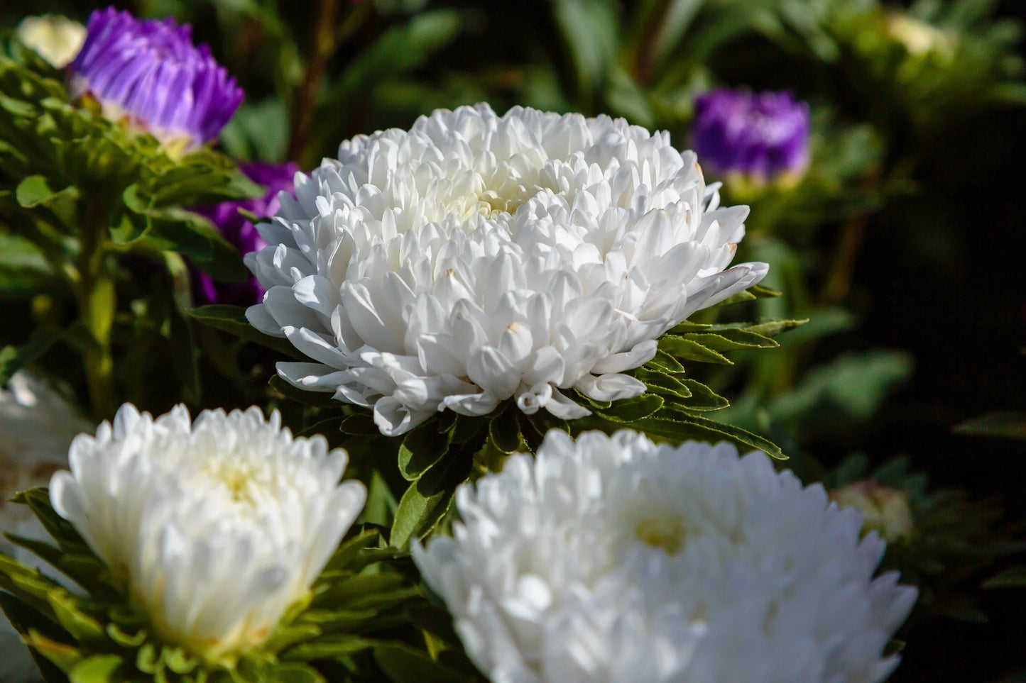 Paeony Aster White Flower Seeds