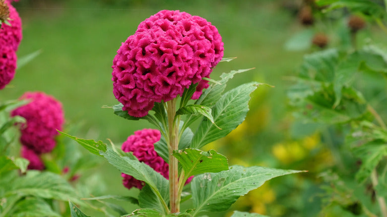 Celosia Cristata Cockscomb Cherry Red Seeds