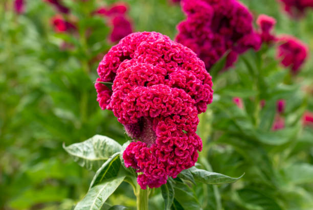Celosia Cristata Cockscomb Cherry Red Seeds