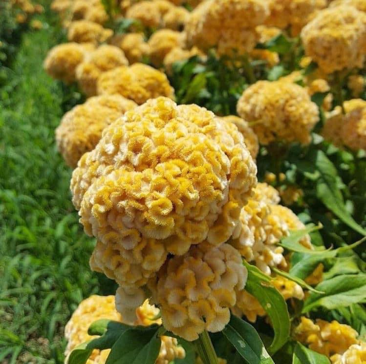 Celosia Cristata Cockscomb Golden Yellow Seeds