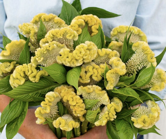 Celosia Cristata Cockscomb Lemon Lime Seeds