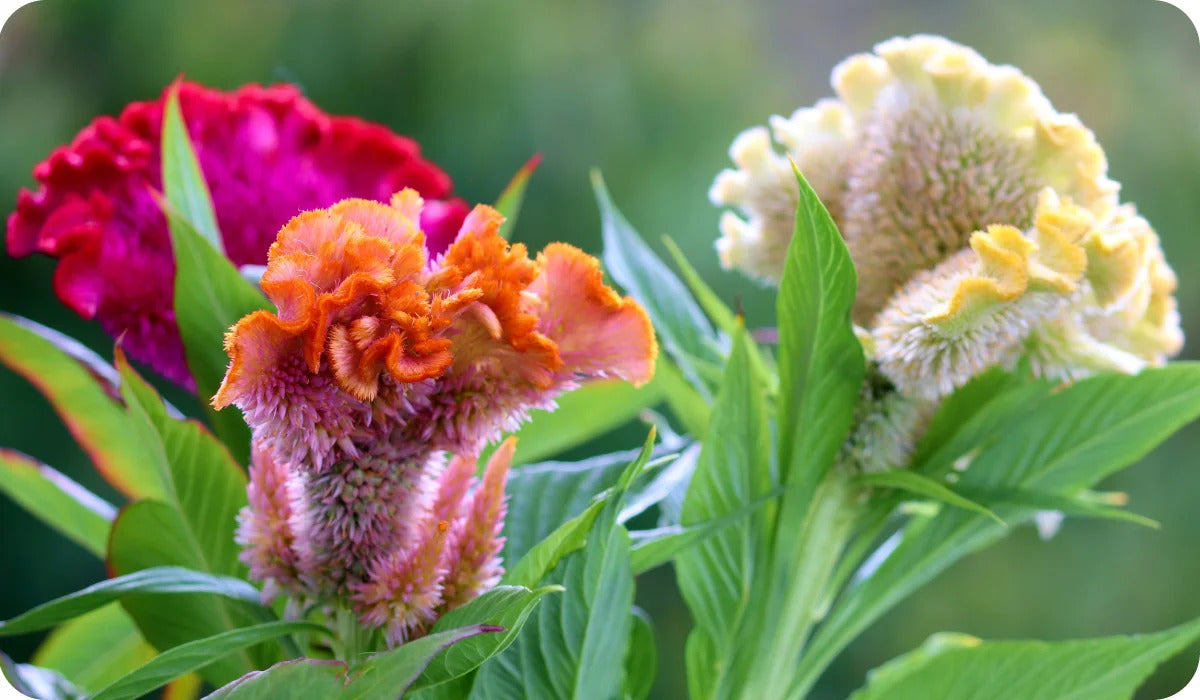 Celosia Cristata Cockscomb Tall Mix Seeds