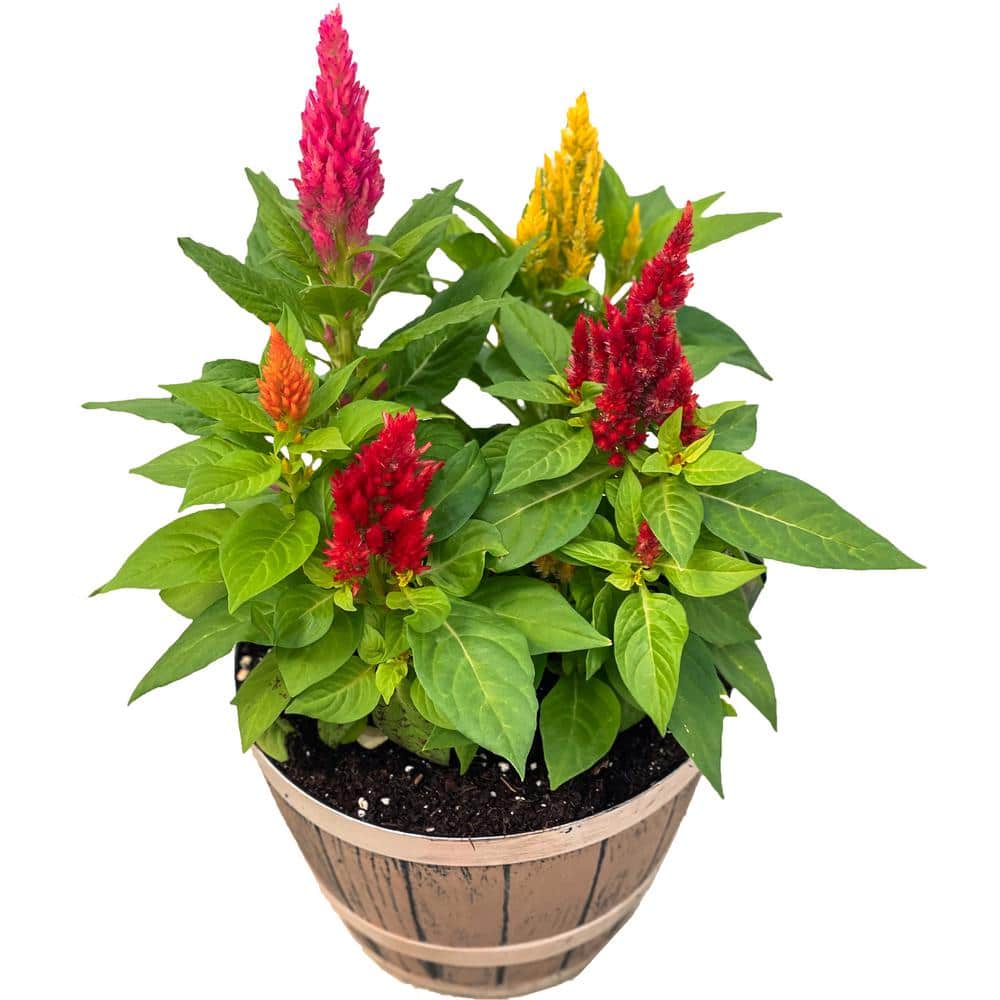 Celosia Pulmosa Mix Flower Seeds