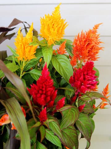 Celosia Pulmosa Tall Mix Seeds