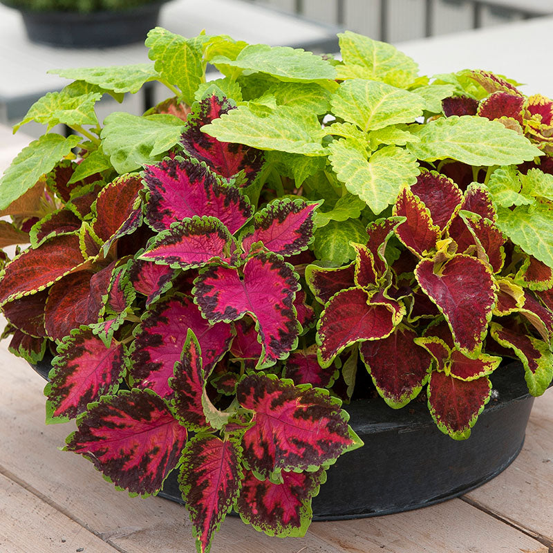 Coleus Formula Mix Seeds