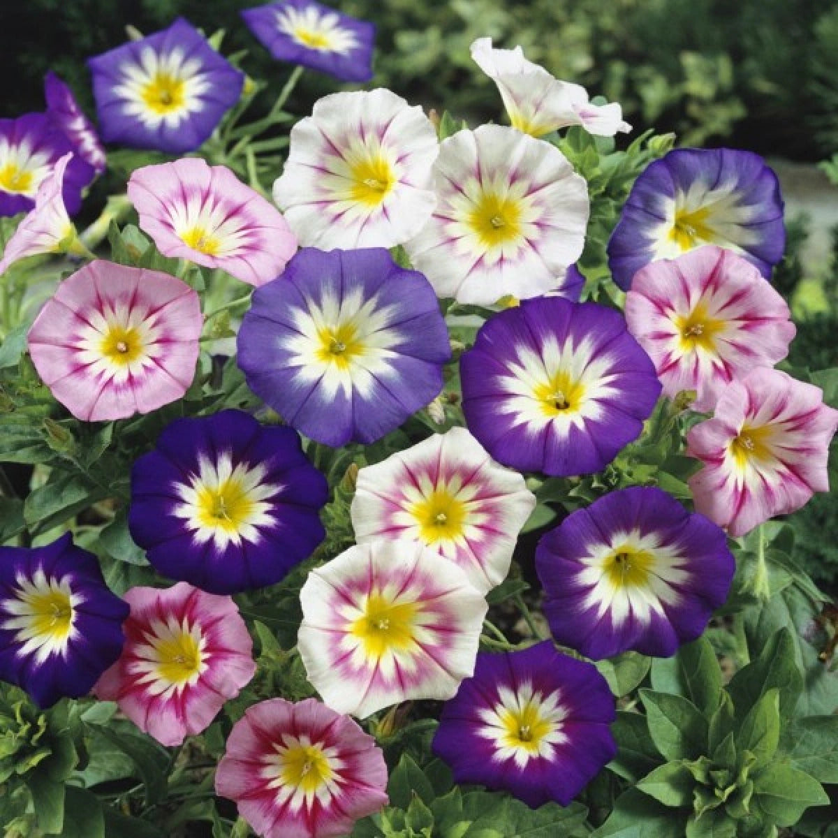 Convolvulus Tricolor Minor Mix Seeds