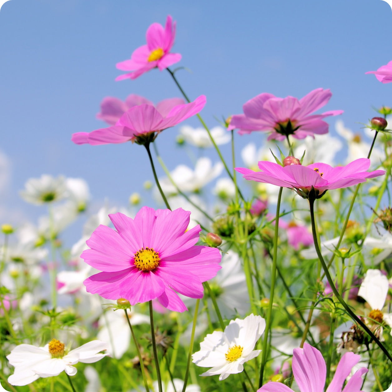 Cosmos Early Summer Flower Seeds