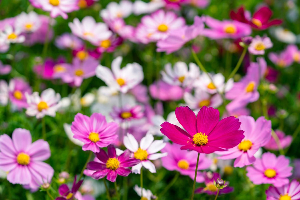 Cosmos Early Summer Flower Seeds