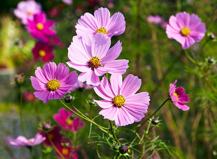 Cosmos Early Summer Flower Seeds