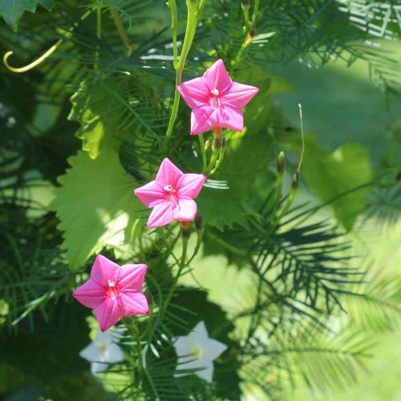 Cypress Vine Seeds
