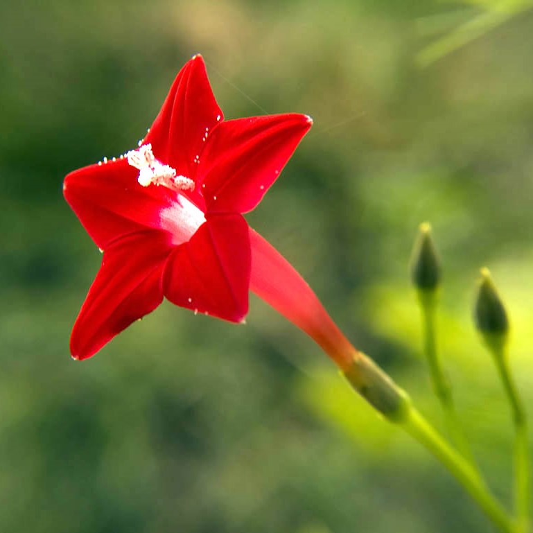 Cypress Vine Seeds