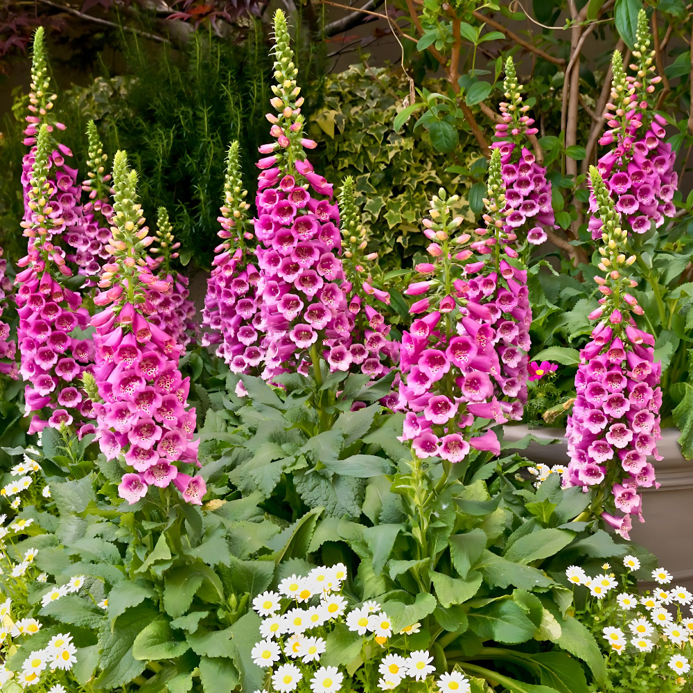 Foxglove Flower Seeds
