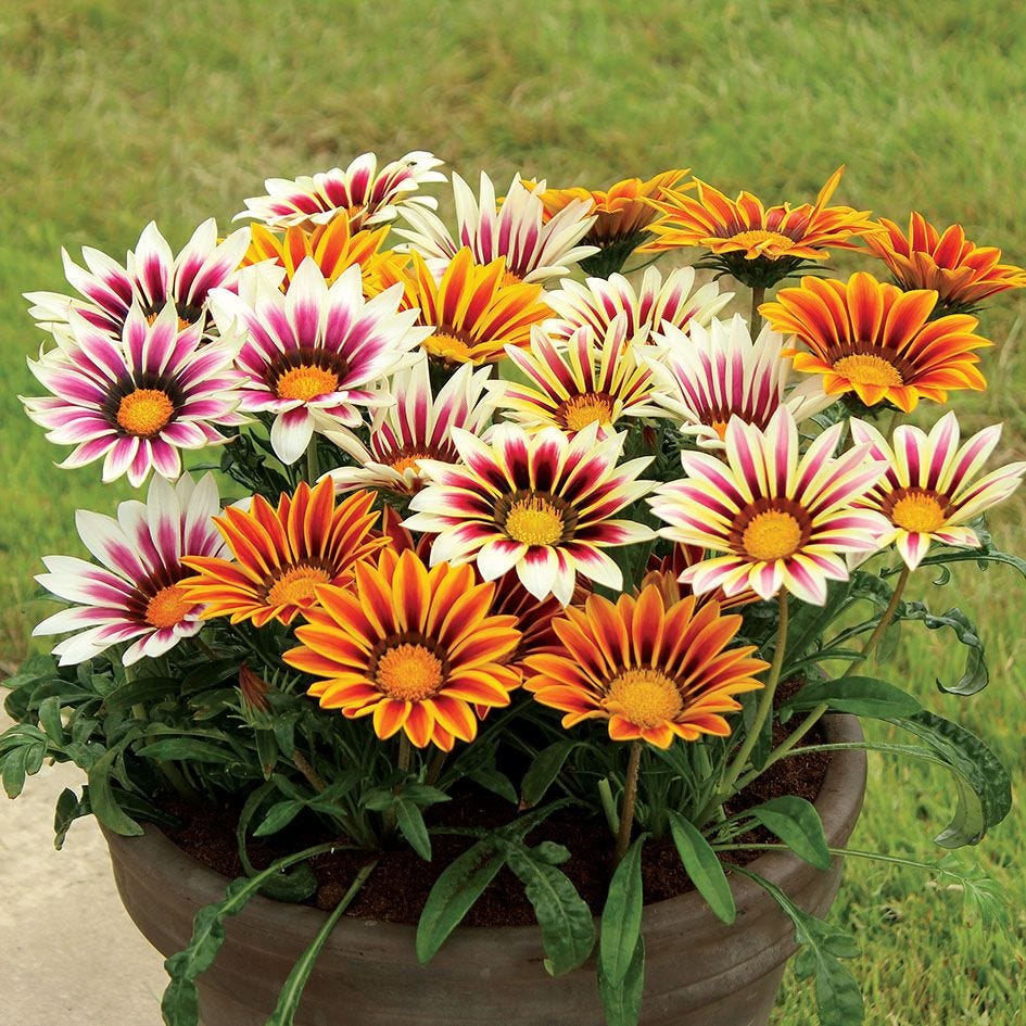 Gazania splendens sunshine mixed