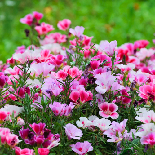 Godetia Double Tall Mix Flower Seeds