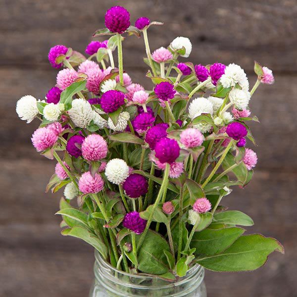 Gomphrena Tall Mix Seeds