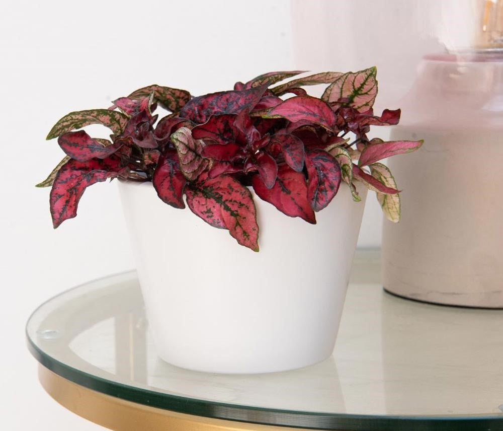 Hypoestes Pink Polka Seeds