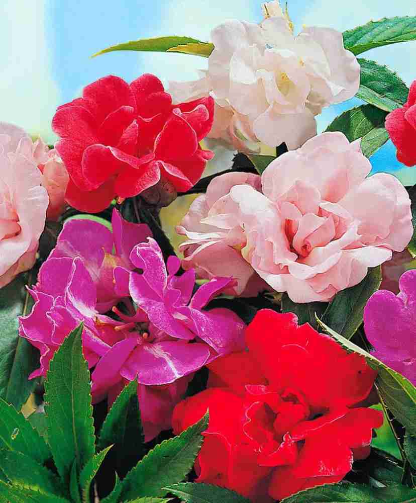 Impatiens Balsam Double Mix Seeds
