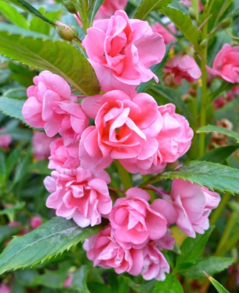 Impatiens Balsam Double Mix Seeds