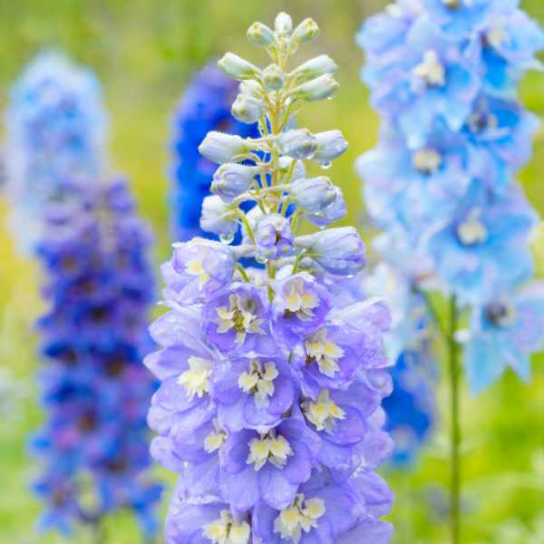 Larkspur Imperial Mix Flower Seeds