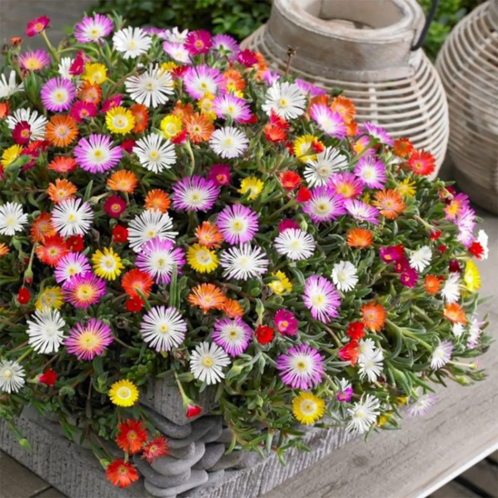 Livingstone Daisy Flower Seeds