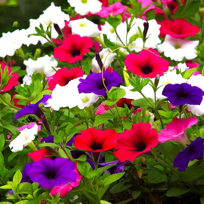 Morning Glory Field Grown Mix Seeds