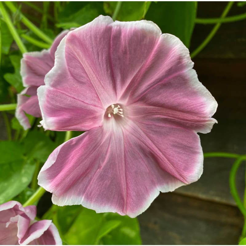Morning Glory Chocolate Extra Large Seeds