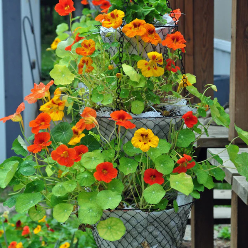 Nasturtium Jewel Mixed Flowering Double Flower Seeds