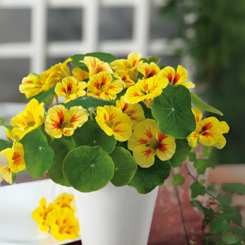 Nasturtium Jewel Mixed Flowering Double Flower Seeds