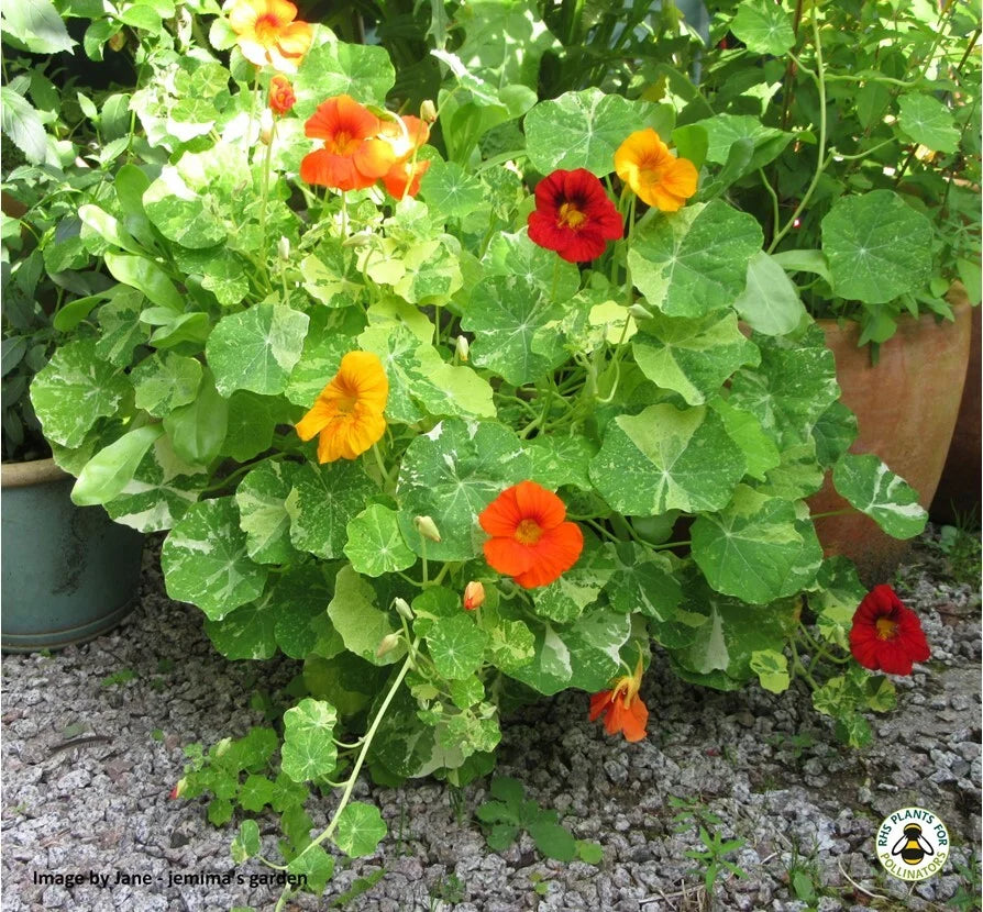 Nasturtium Alaska Mix