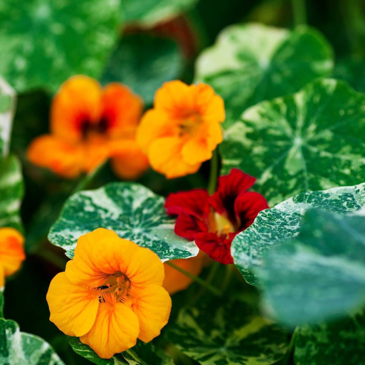 Nasturtium Alaska Mix