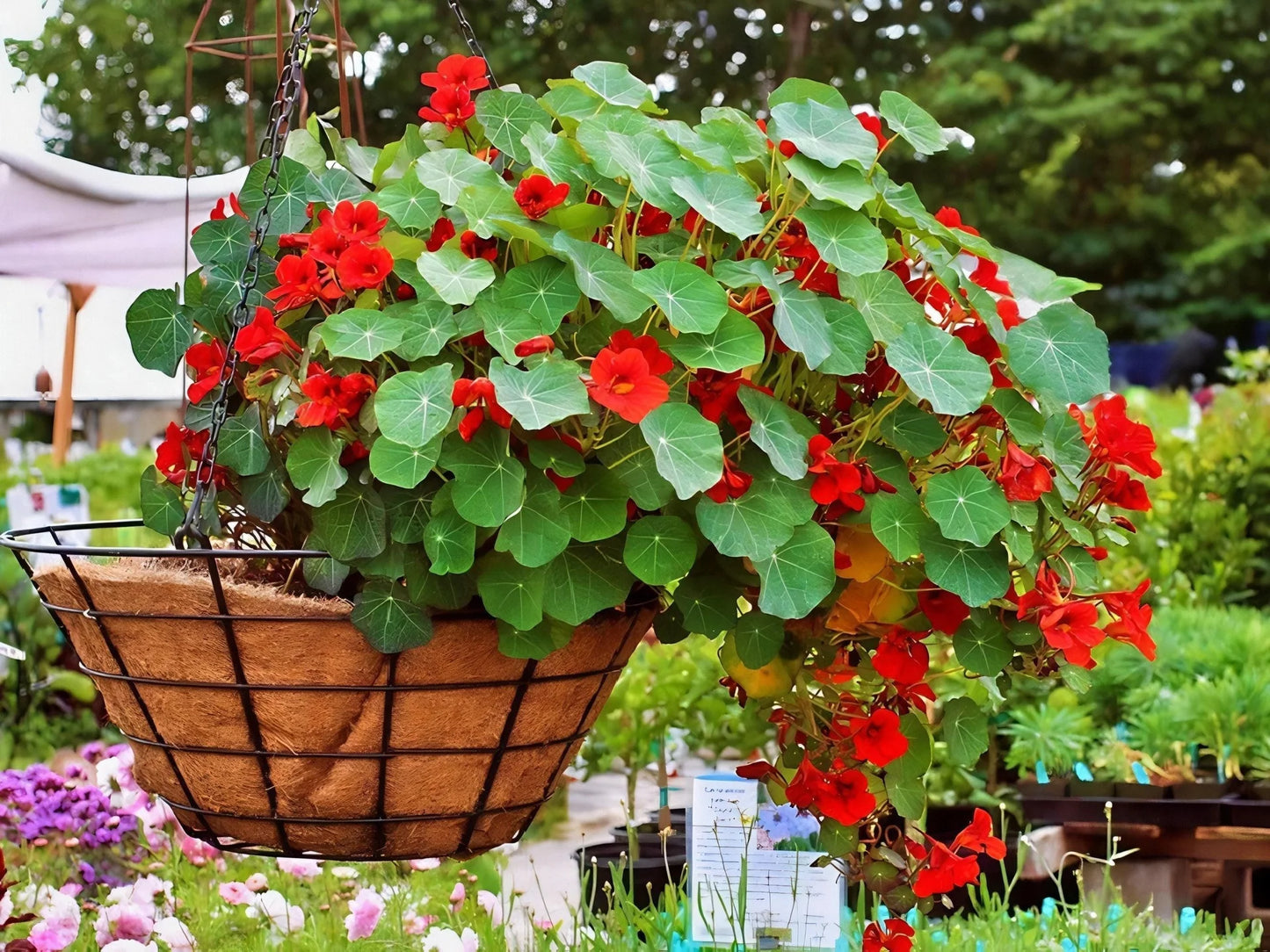 Nasturtium Empress Of India