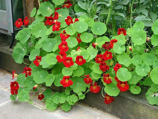 Nasturtium Empress Of India
