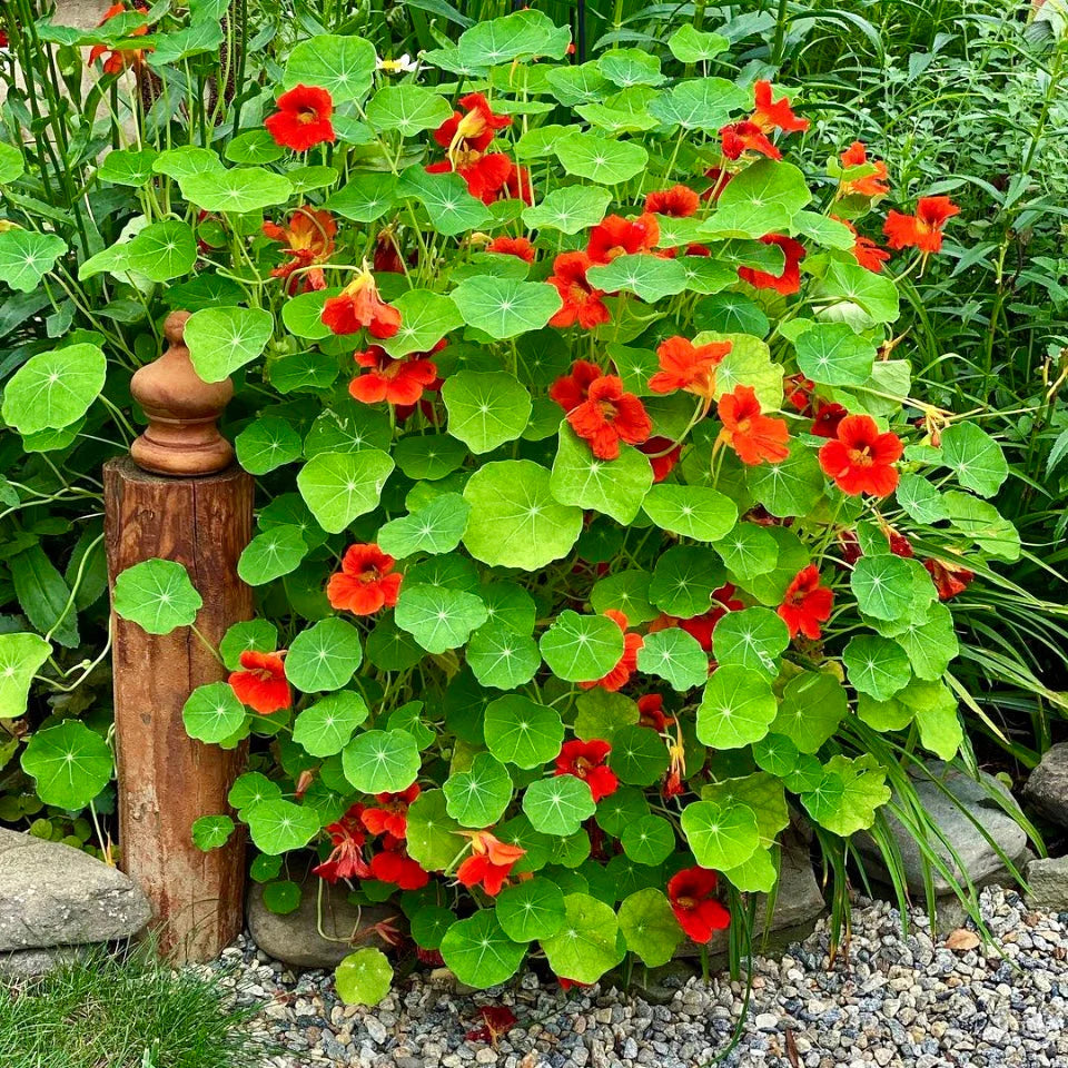 Nasturtium Empress Of India
