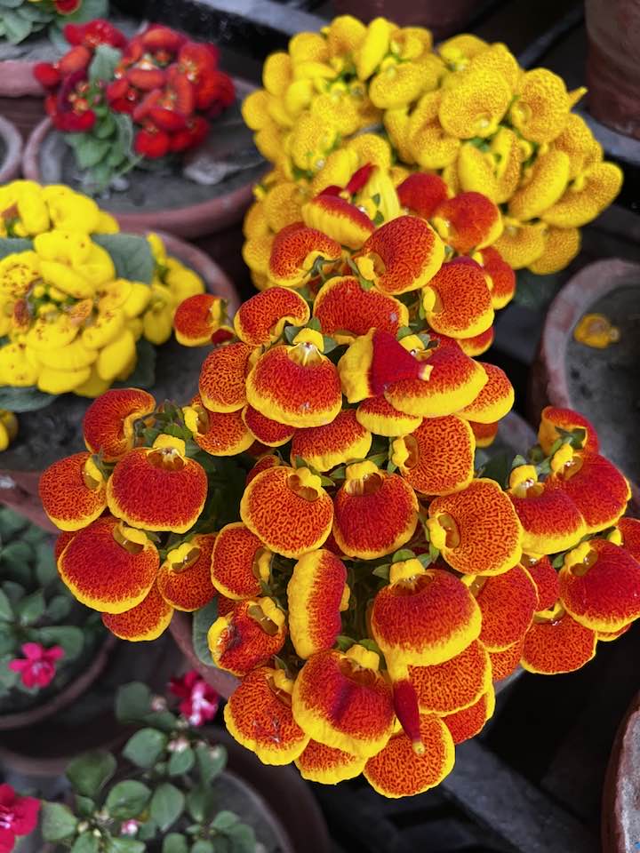 Slipper Flower Seeds