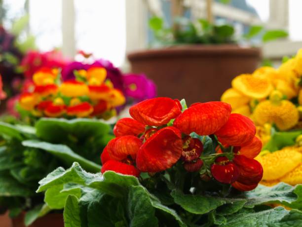 Slipper Flower Seeds
