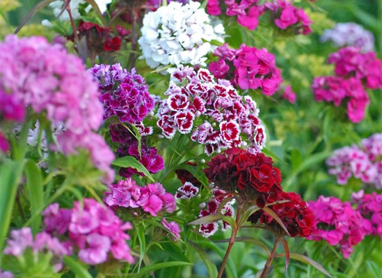 Sweet William Flower Seeds