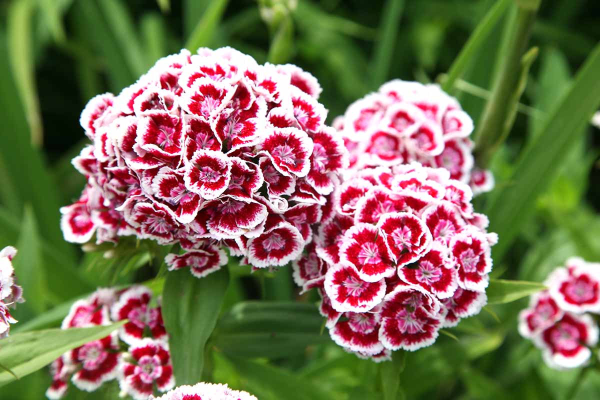 Sweet William Flower Seeds