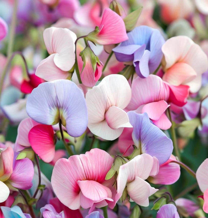 Sweet pea Mammoth BIJOU