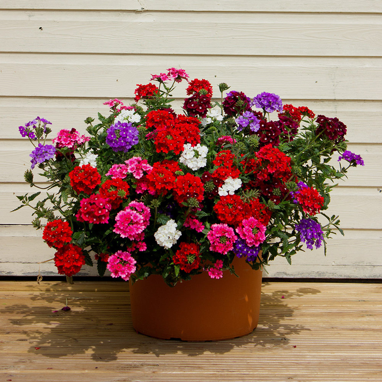 Verbena Hybrida Dwarf