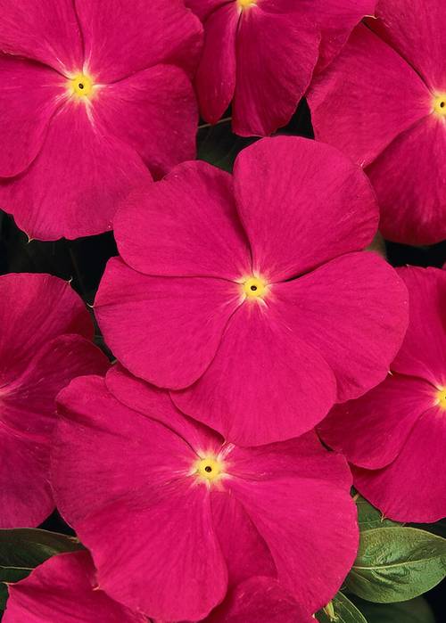Vinca Deep Rose Flower Seeds
